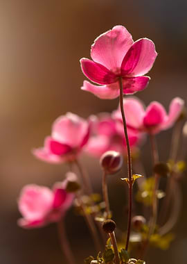 Pink Flowers in Sunlight