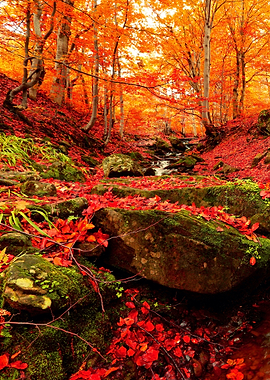 Autumn Forest Stream