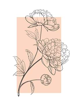 Line Art Peony Flowers