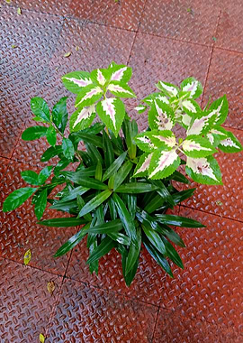 Green and White Variegated Plants