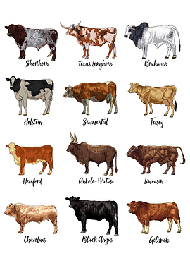 Cow drawings - cow breeds