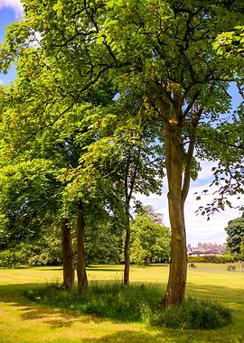 Green Trees in a Park