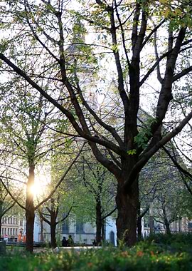 Sunlight Through Trees