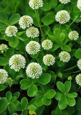 White Clover Flowers
