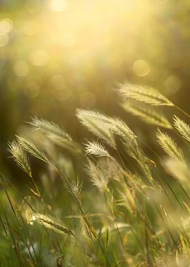 Golden Grass in Sunlight
