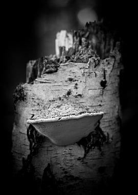 Mushroom on Birch Bark