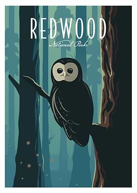 Redwood National Park Owl