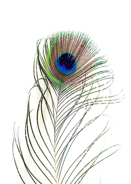 Peacock Feather Detail on white