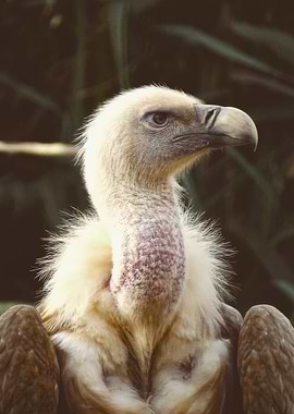 Close-up of a Vulture