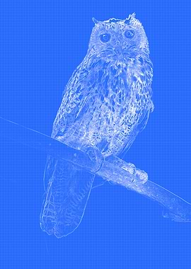 European Eagle Owl Blueprint