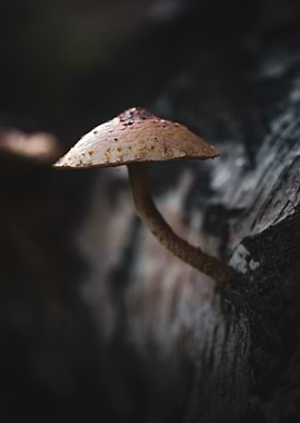 Mushroom on Tree Bark