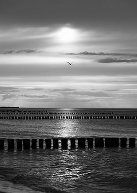 Seagull and Breakwater