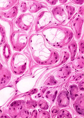 Histology: Submandibular gland