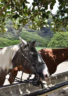 Hawai'i Horse Drinking from Trough