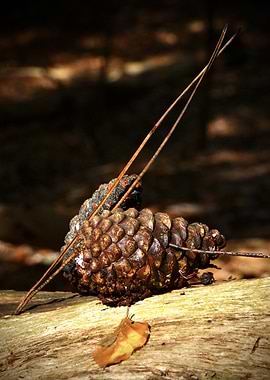 Pine Cone on Log