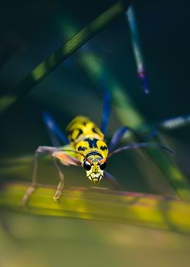 Yellow and Black Beetle