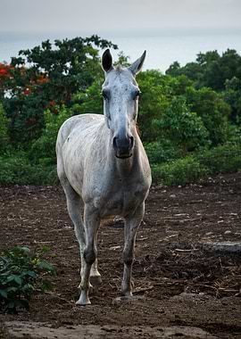 White Horse in Field