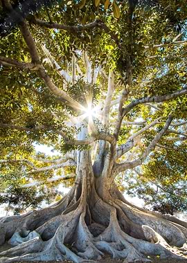 Majestic Tree with Sunlight