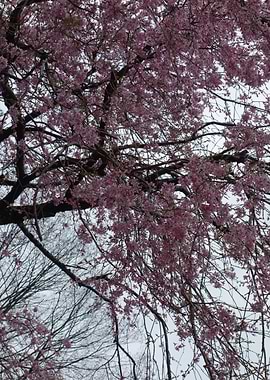 Pink Cherry Blossom Tree