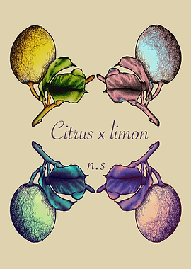 Citrus x Limon Illustration