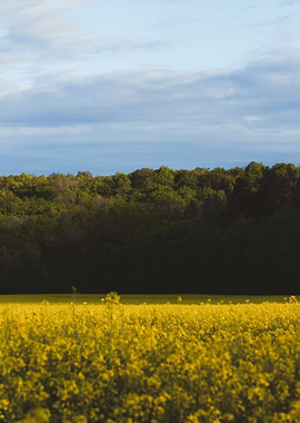 Rapeseed field