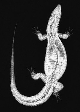 Monitor Lizard X-Ray