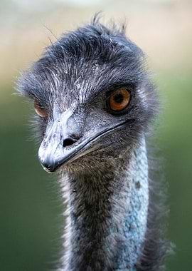 Emu Close-Up