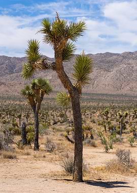 Joshua Tree Landscape