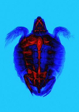 Sea Turtle X-Ray Color