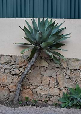 Agave Plant Against Stone Wall