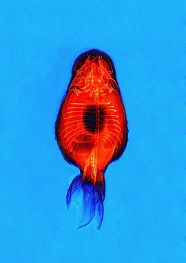Ranchu Goldfish X-ray