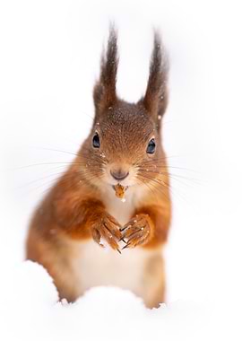 Red Squirrel in Snow