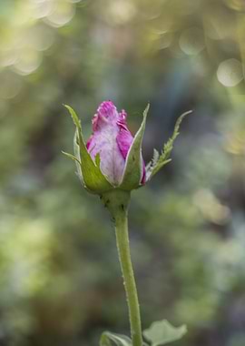 Pink Rose Bud