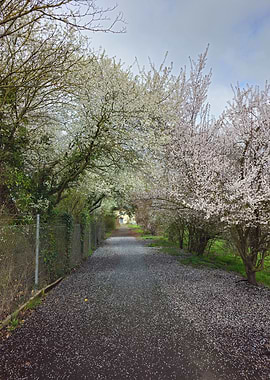 Cherry Blossom Path