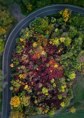Bird's eye view of autumn trees