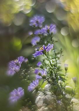 Purple Flowers in Sunlight