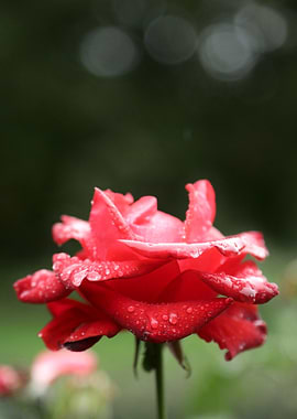 Red Rose with Dew Drops