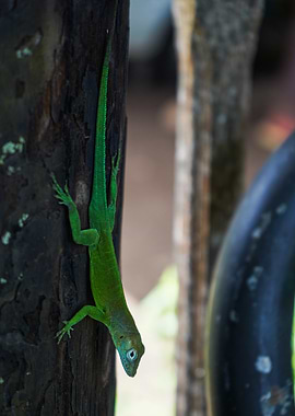 Green Anole Lizard on Tree
