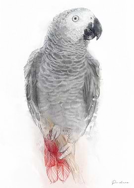 Grey Parrot Illustration