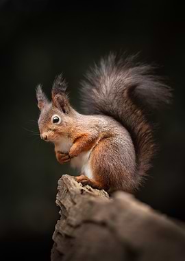 Red Squirrel on Log