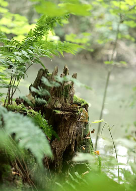 Forest Tree Stump