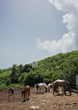 Horses in a Tropical Landscape