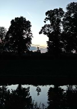 Silhouetted Trees at Sunset
