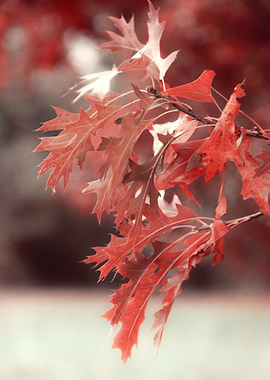 Red Autumn Leaves
