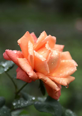 Peach Rose with Dew Drops