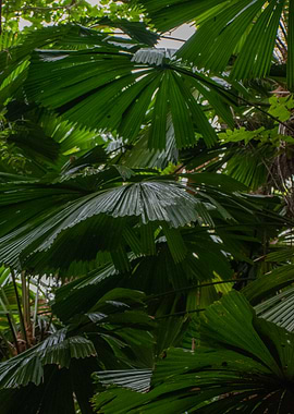 Tropical Canopy