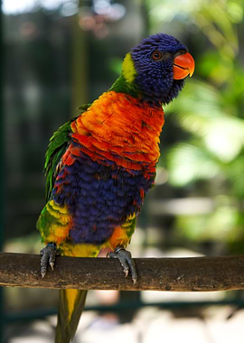 Rainbow Lorikeet on Branch
