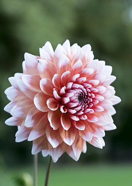 Pink and White Dahlia Flower
