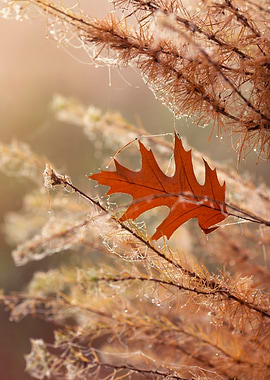 Autumn Leaf and Dew