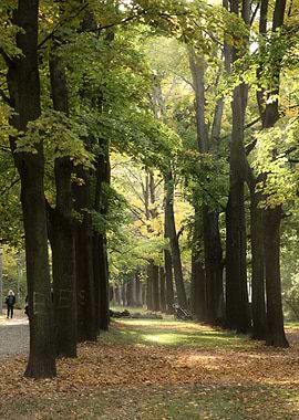 Autumn Forest Path